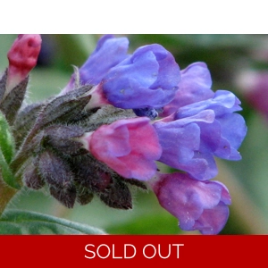 Pulmonaria Cotton Cool'